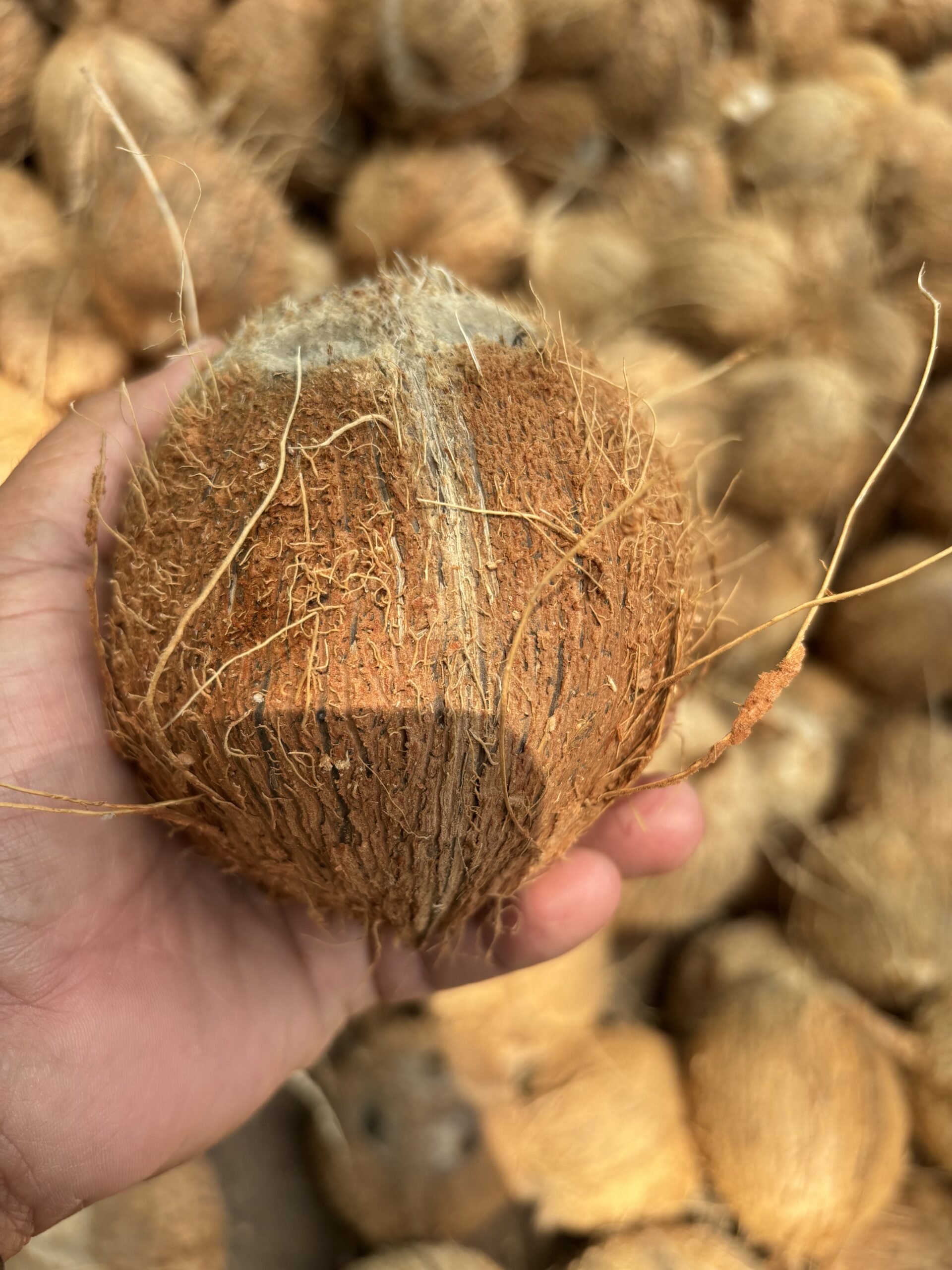 Fresh coconut
