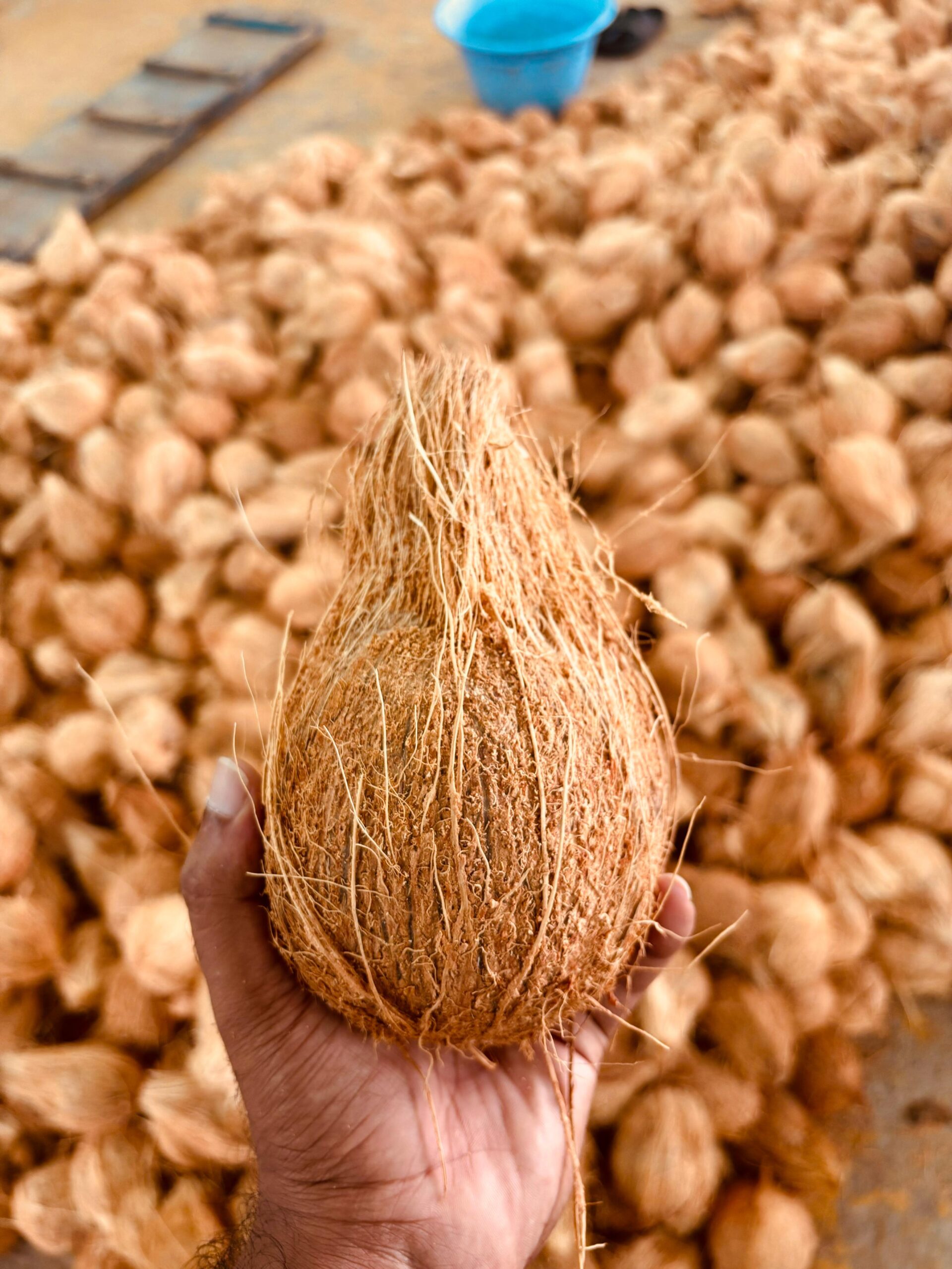 Fresh Coconut Export from India: A Global Superfood from Our Farms